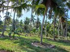 Coconut Land for Sale near Kuliyapitiya