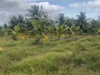 Coconut Land For Sale – Near Puttur