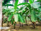 Coconut Land For Sale Nittabuwa