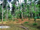 Coconut Land for Sale Nittabuwa