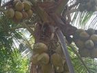 Coconut Land for Sale - Pannala