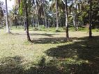 coconut land For sale polgahawela, pothuhera