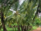 Coconut Land for Sale - Puluthivayal