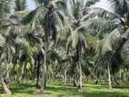 Coconut Land-Mangala Eliya