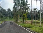 Coconut Land for Sale Thalagala
