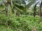 Coconut Land For Sale Thangalla
