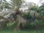Coconut Land For Sale Vitharandeniya Thangalla