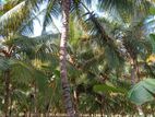 Coconut Land for Sale Wanathavilluwa