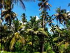 Coconut Land for Sale - Welipennagahamulla