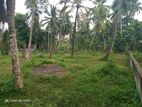 Coconut Land in Homagama for Sale