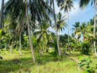 Coconut Land in Marawila - 2 Blocks (100 P each)