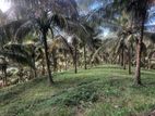 Coconut Land Sale Boyagane