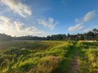 Coconut Land surrounded by Paddy fields for Sale - Kadawata 100P