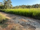 Coconut Land with Cinnamon Sale Kuliyapitiya