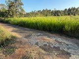Coconut Land with Cinnamon Sale Kuliyapitiya
