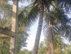 Coconut Land with Farm & House for Sale in Chilaw