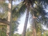 Coconut Land with Farm & House for Sale in Chilaw