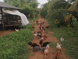 Coconut Land With Farm Madurankuliya