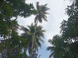 Coconut Land with House for Sale Negombo