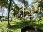 Coconut Land with Paddy Field for Sale