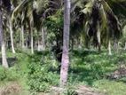 Coconut Land with Paddy Field