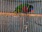 Coconut Lorikeet