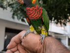 Coconut Lorikeet