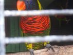 Coconut Lorikeet
