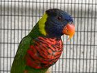 Coconut Lorikeet