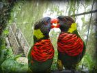 Coconut Lory Pair