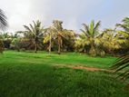 Coconut, Mango, Teak Cultivated Land for Sale Puttalam. (ID : PTLM001)