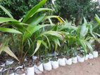 Coconut Organic Seedlings