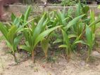 Coconut Palant