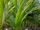 Coconut Plant (3ft) | පොල් පැල (අඩි )