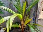 Coconut Plant