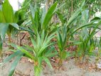 Coconut Plant