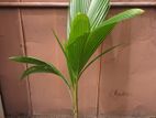 Coconut Plant