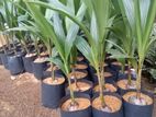 Coconut Plant