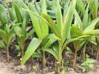 Coconut Plant