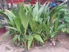 Coconut Plant