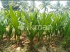 Coconut Plant