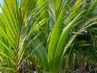 Coconut Plant | පොල් පැල Big Plants (10 feet / අඩි 10)