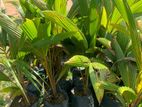 Coconut Plant | පොල් පැල |( Medium )