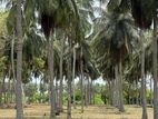 Land for Sale Batticaloa