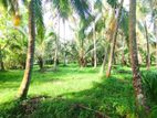 Coconut Plantation for Sale in Katana, Gampaha (LA4792)