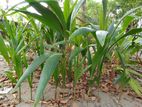 Coconut Plants