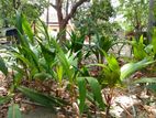 Coconut Plants