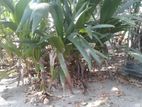 Coconut Plants
