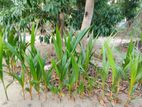 Coconut Plants