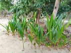 Coconut Plants